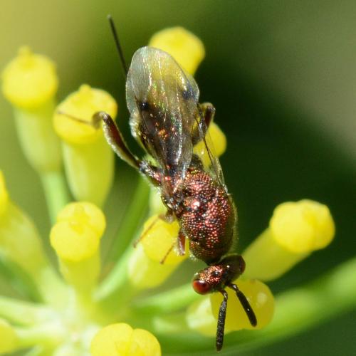 Torymus sp.